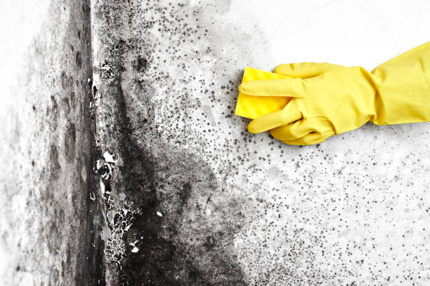 Best Crawl Space Mold Remediation  in Tainter Lake, WI