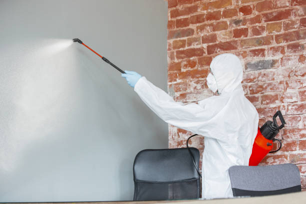 Mold Odor Removal Services in Tainter Lake, WI