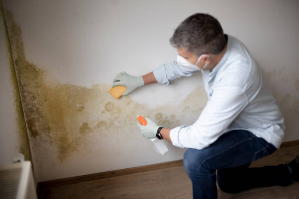 Best Basement Mold Removal  in Tainter Lake, WI