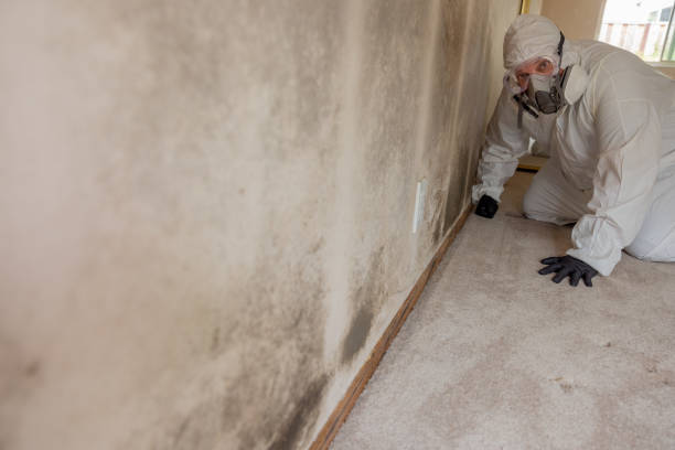 Best Commercial Mold Inspection  in Tainter Lake, WI